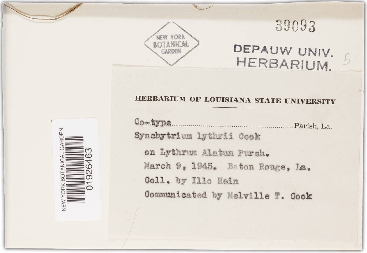 Synchytrium lythri image