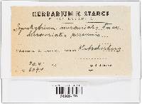Synchytrium mercurialis image