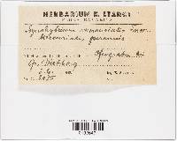 Synchytrium mercurialis image