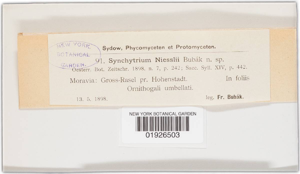 Synchytrium montanum image