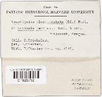 Urophlyctis pluriannulata image