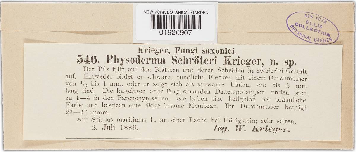 Physoderma schroeteri image