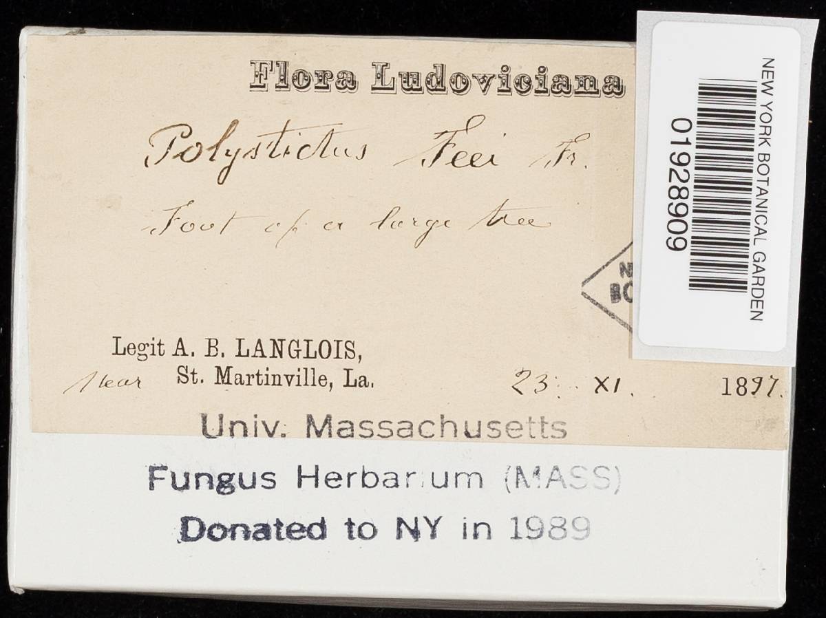 Fomitopsis feei image