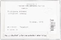 Coniophora puteana image