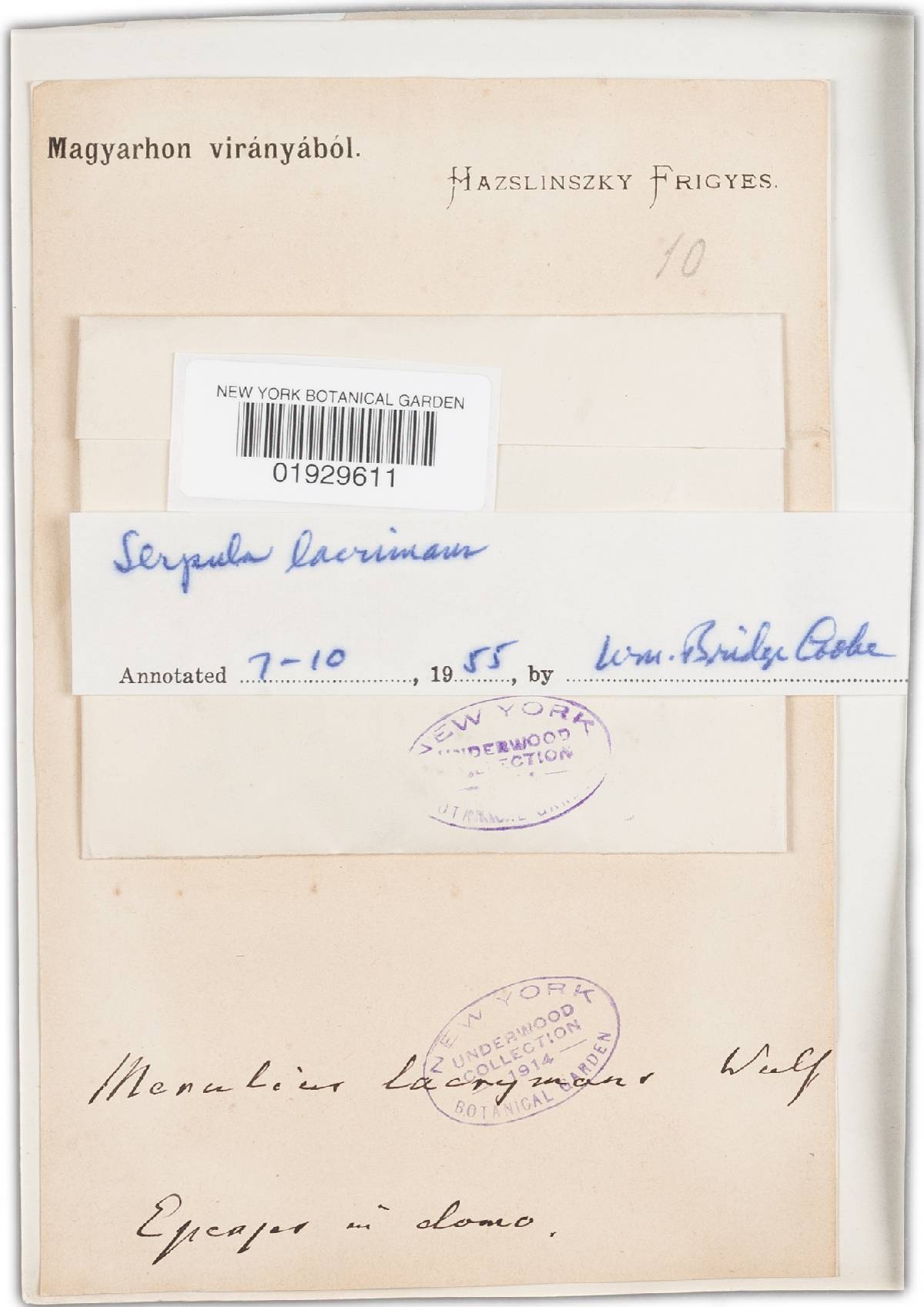 Serpula lacrymans image