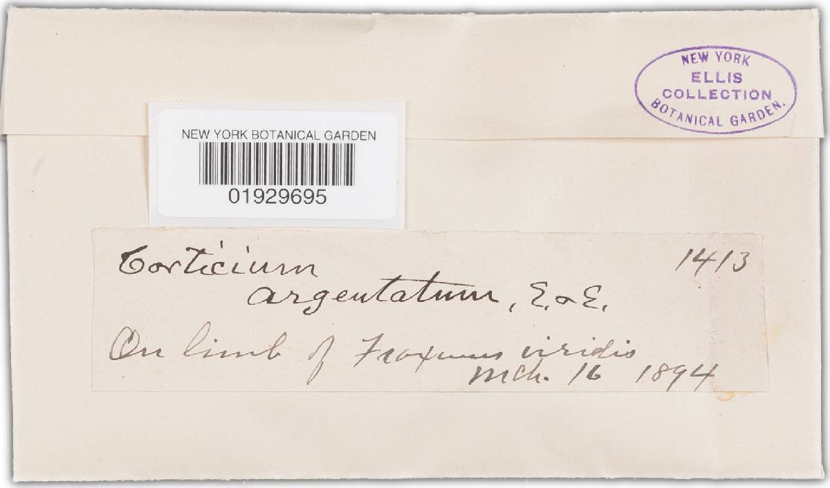 Corticium argentatum image