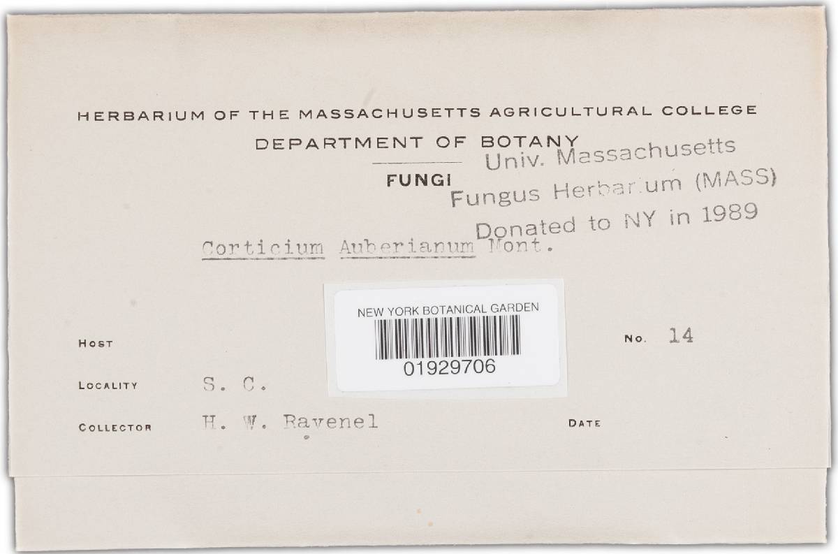 Corticium auberianum image