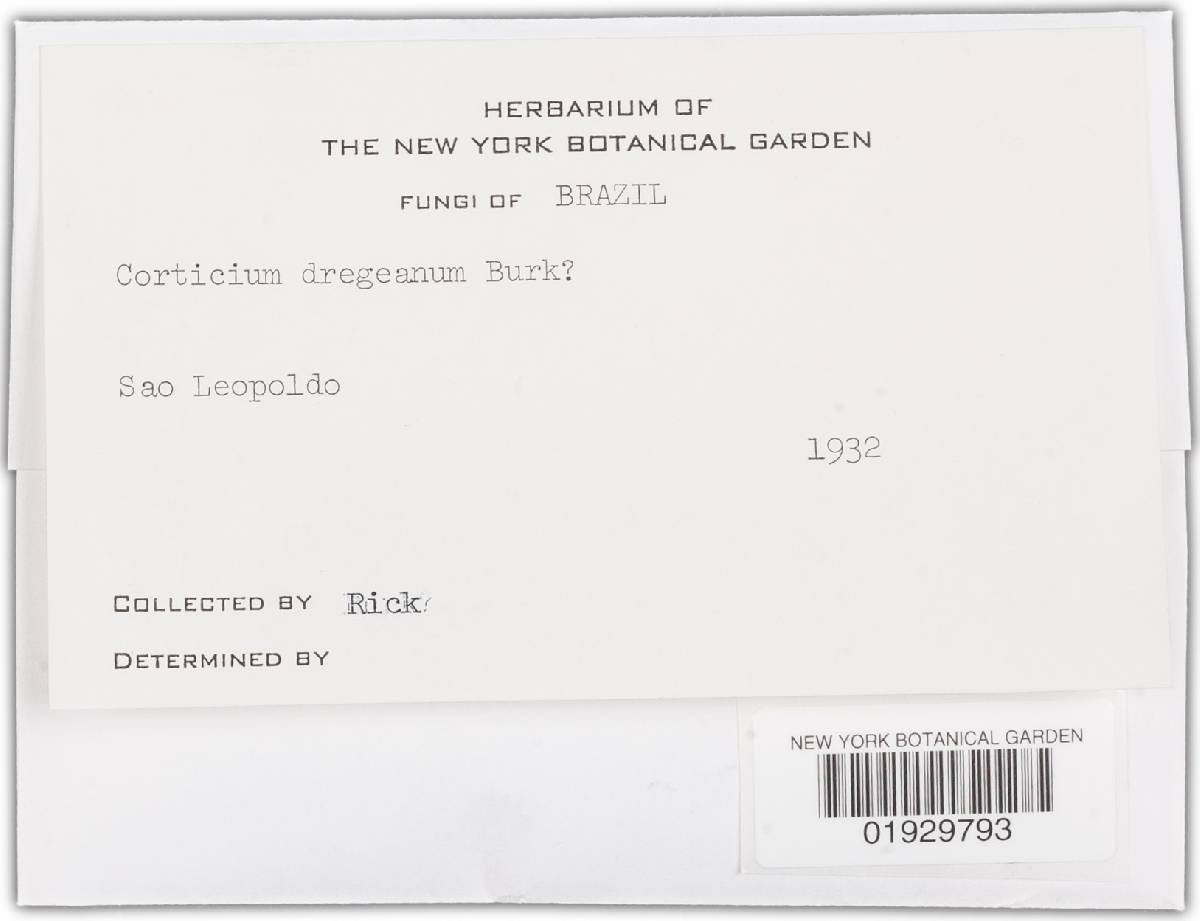 Australohydnum dregeanum image