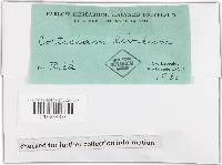 Phlebia livida image