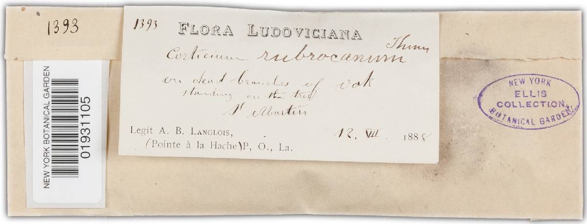 Corticium rubrocanum image