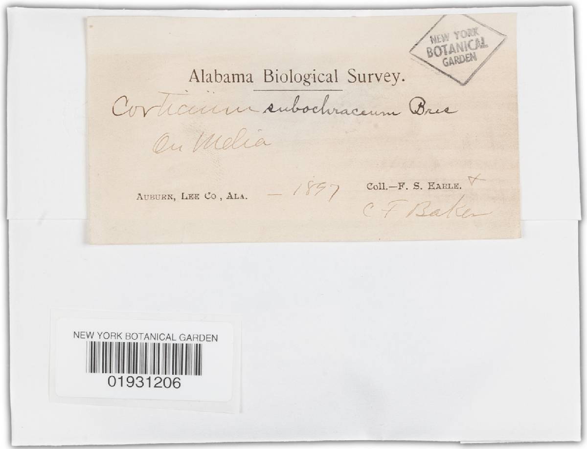 Corticium subochraceum image