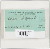 Gloeoporus thelephoroides image