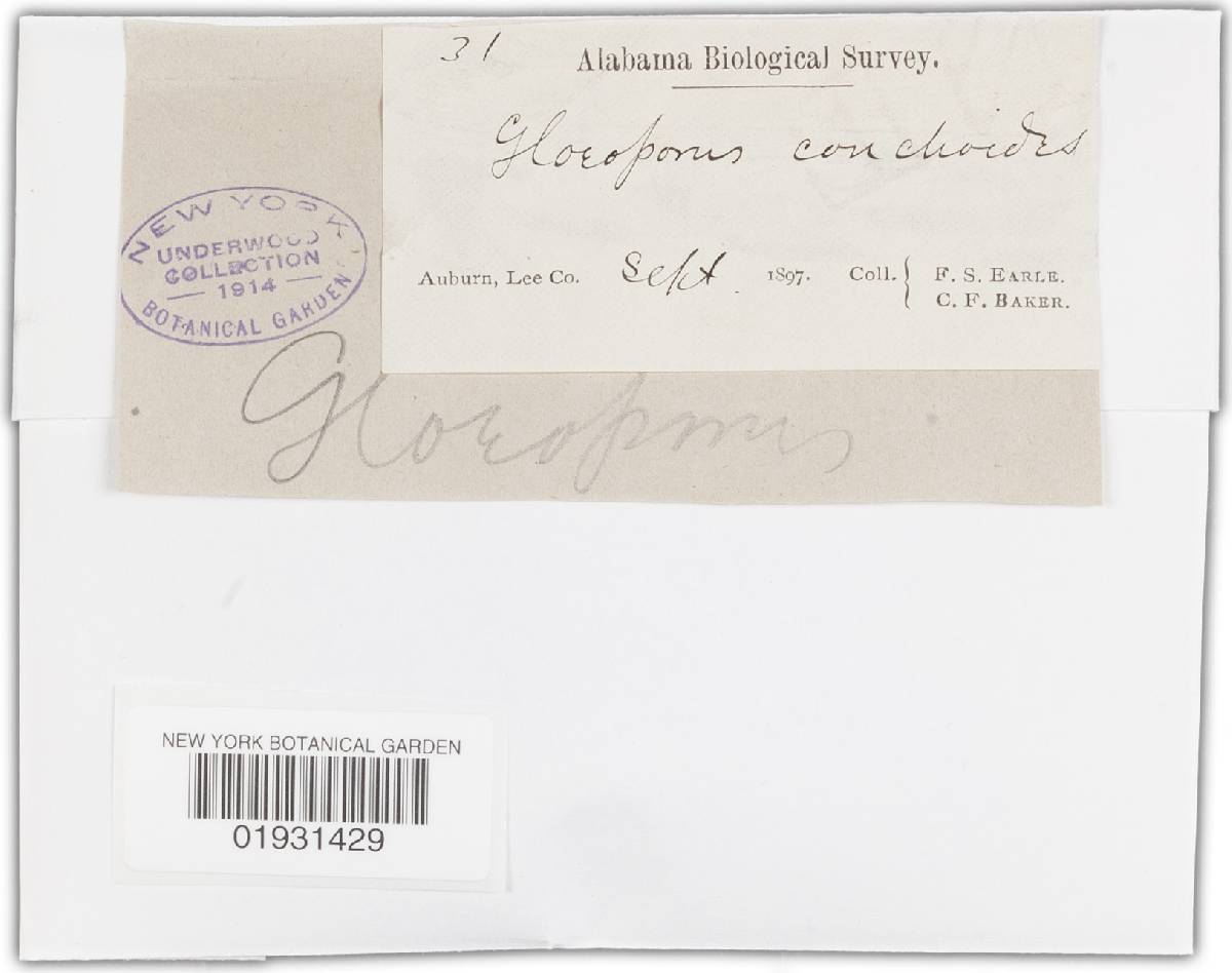 Gloeoporus thelephoroides image