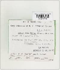 Grammothele fuligo image
