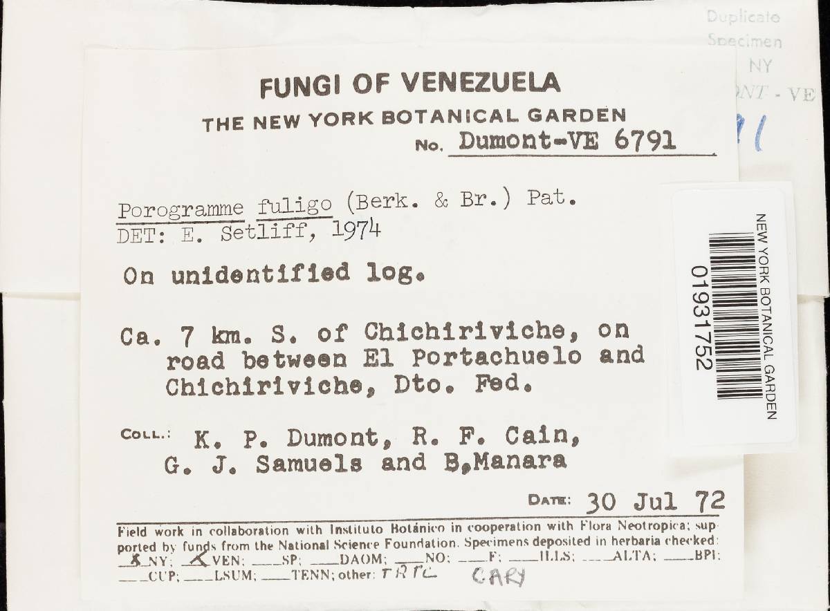 Grammothele fuligo image