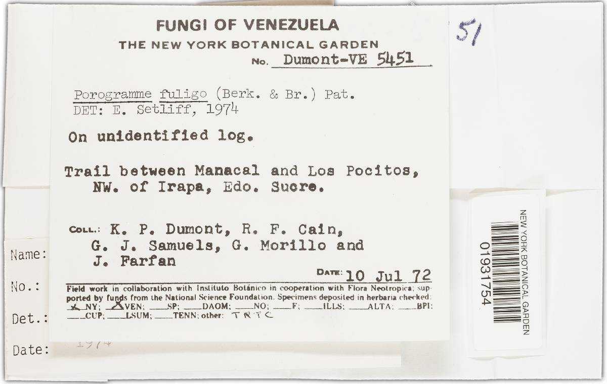 Grammothele fuligo image