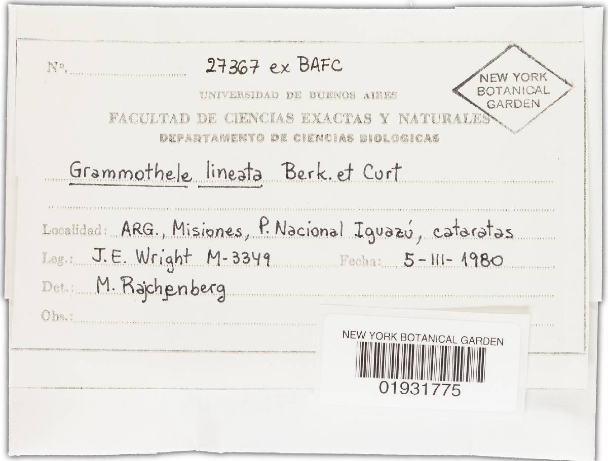 Grammothele lineata image