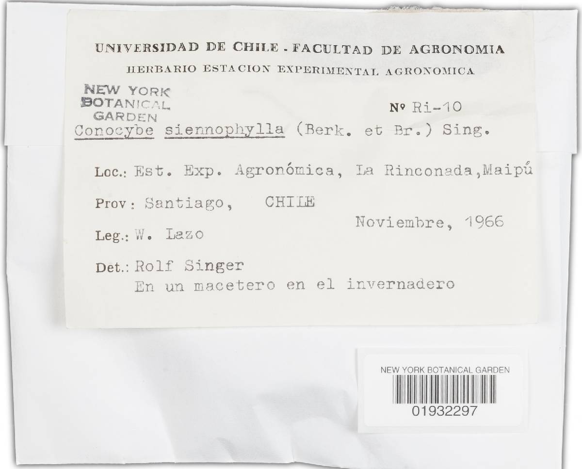 Conocybe siennophylla image