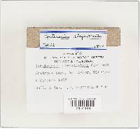 Cortinarius elegantoides image