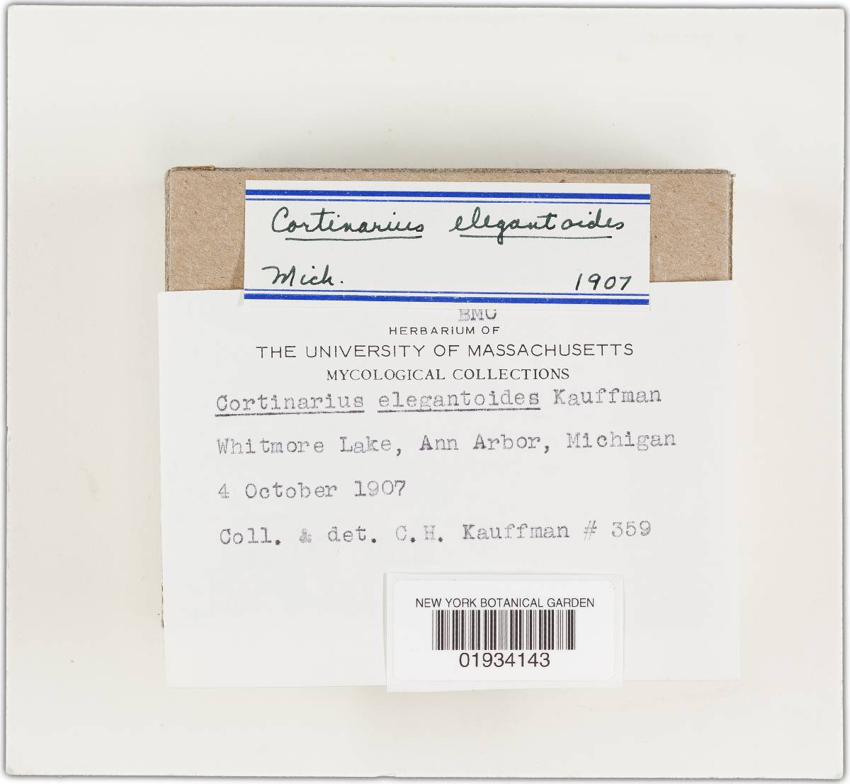 Cortinarius elegantoides image