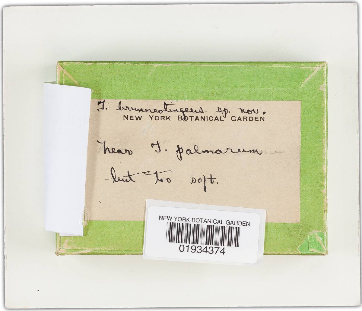 Tyromyces fumidiceps image