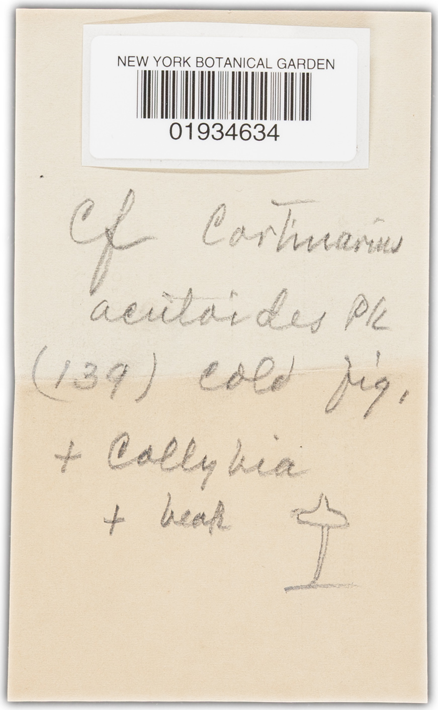 Cortinarius acutoides image