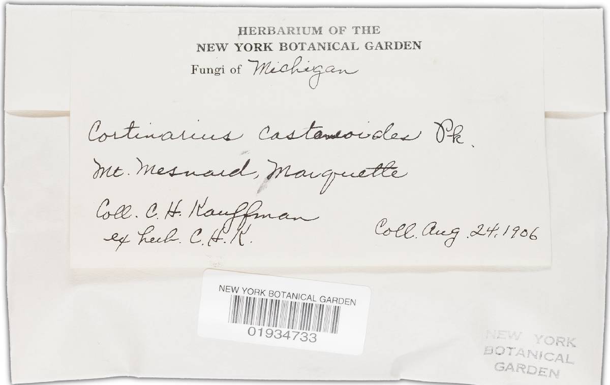 Cortinarius castaneoides image