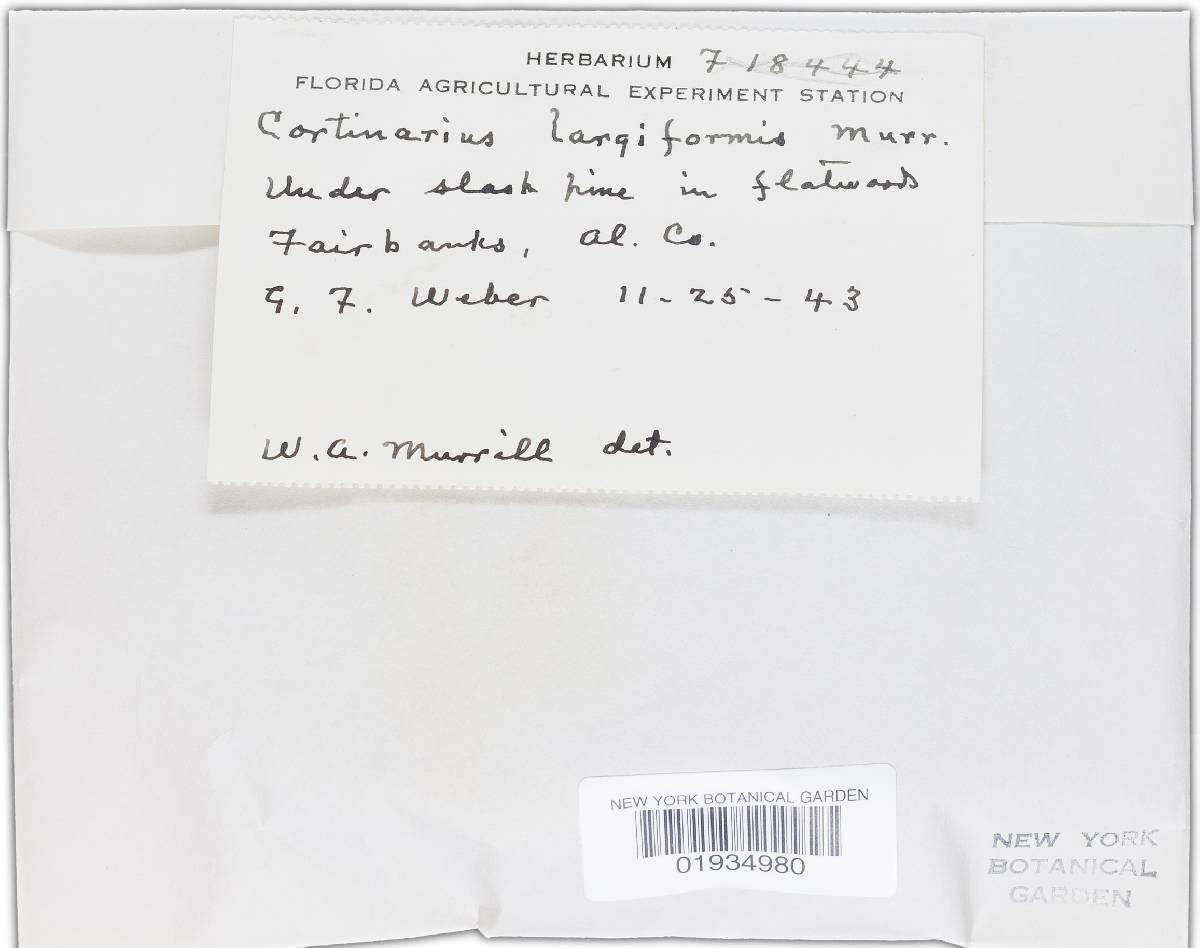 Cortinarius largiformis image
