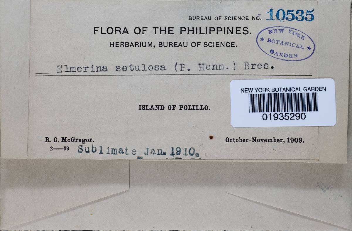 Megasporoporia setulosa image