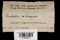 Daedaleopsis confragosa image