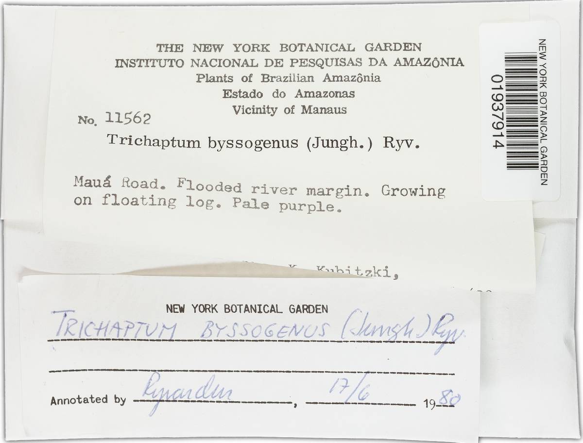 Trichaptum byssogenum image