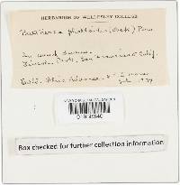 Battarrea phalloides image