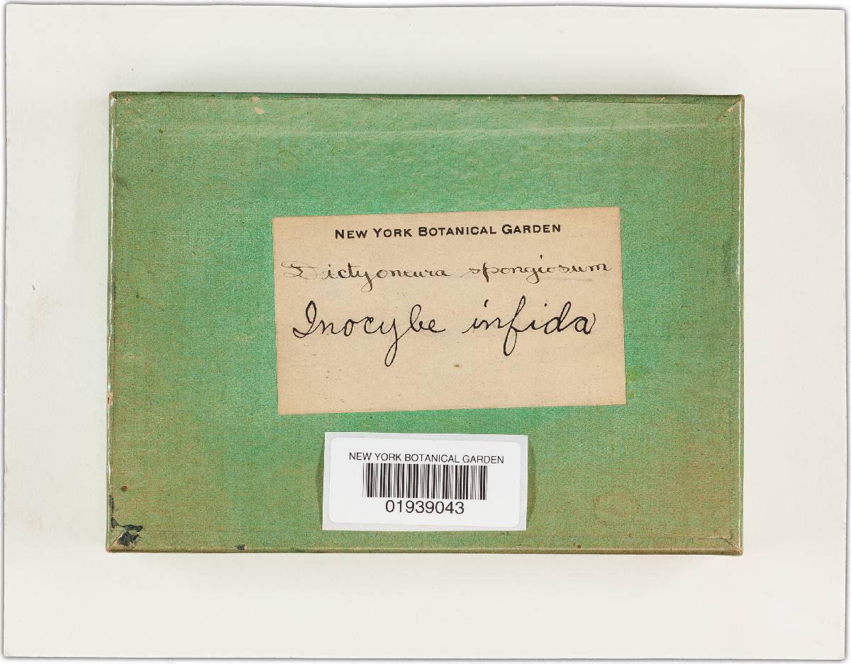 Inocybe infida image