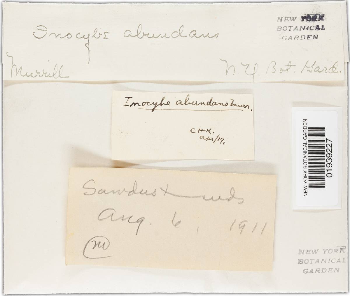 Inocybe abundans image