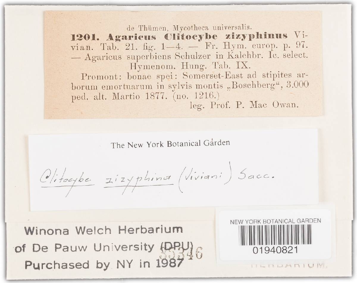 Clitocybe ziziphina image