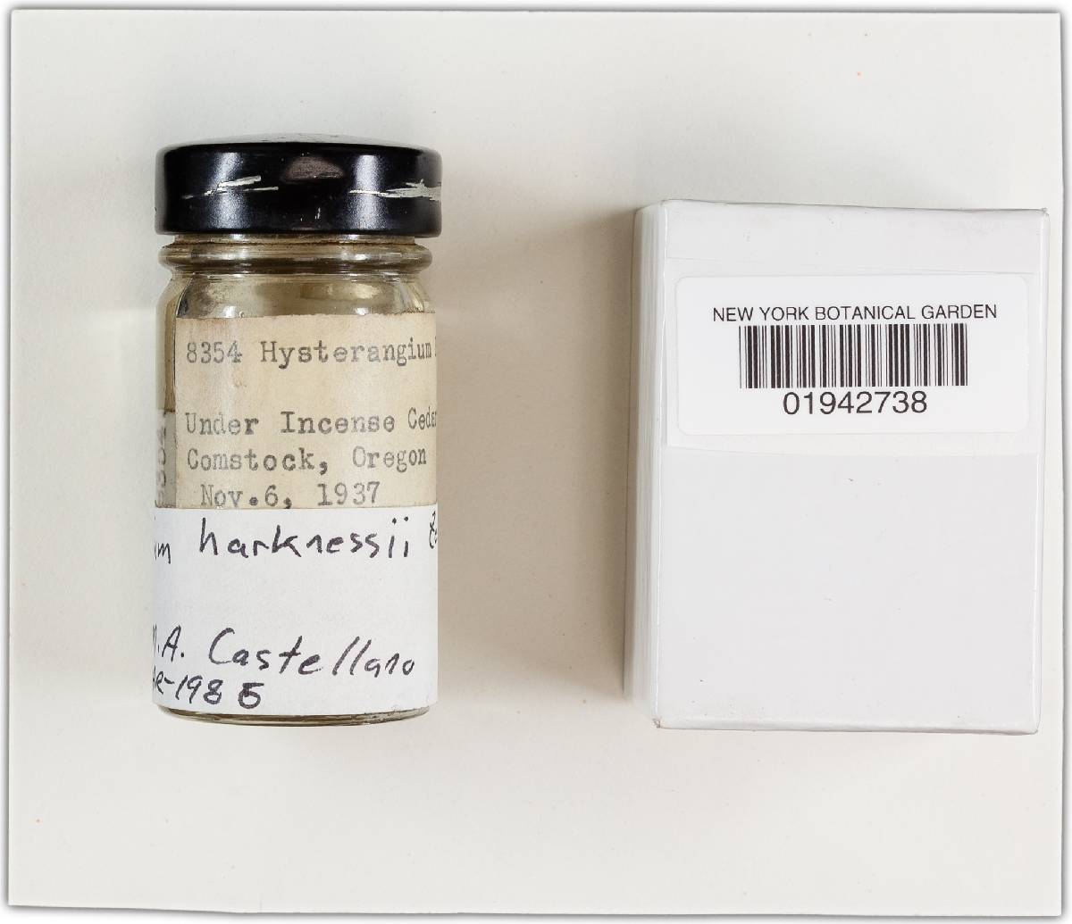 Hysterangium harknessii image