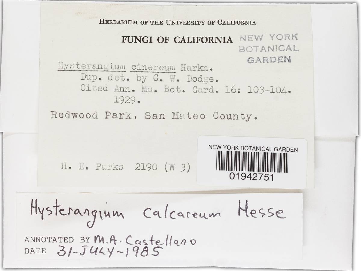 Hysterangium calcareum image