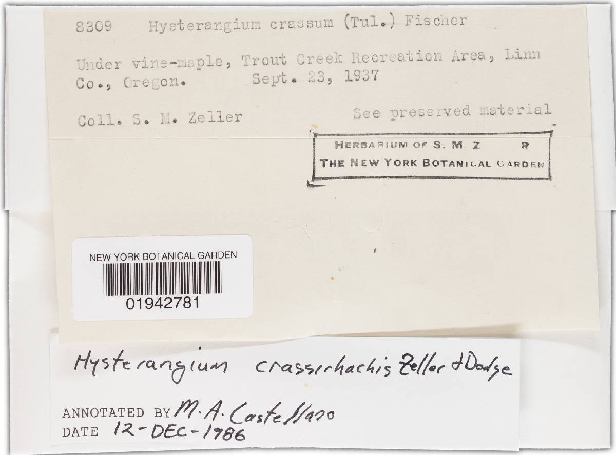 Hysterangium crassirhachis image