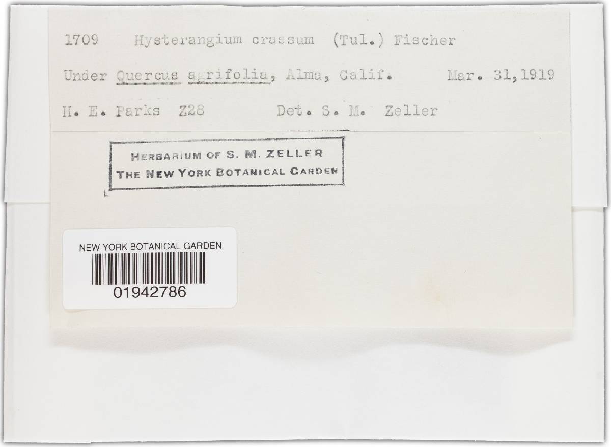 Hysterangium crassum image