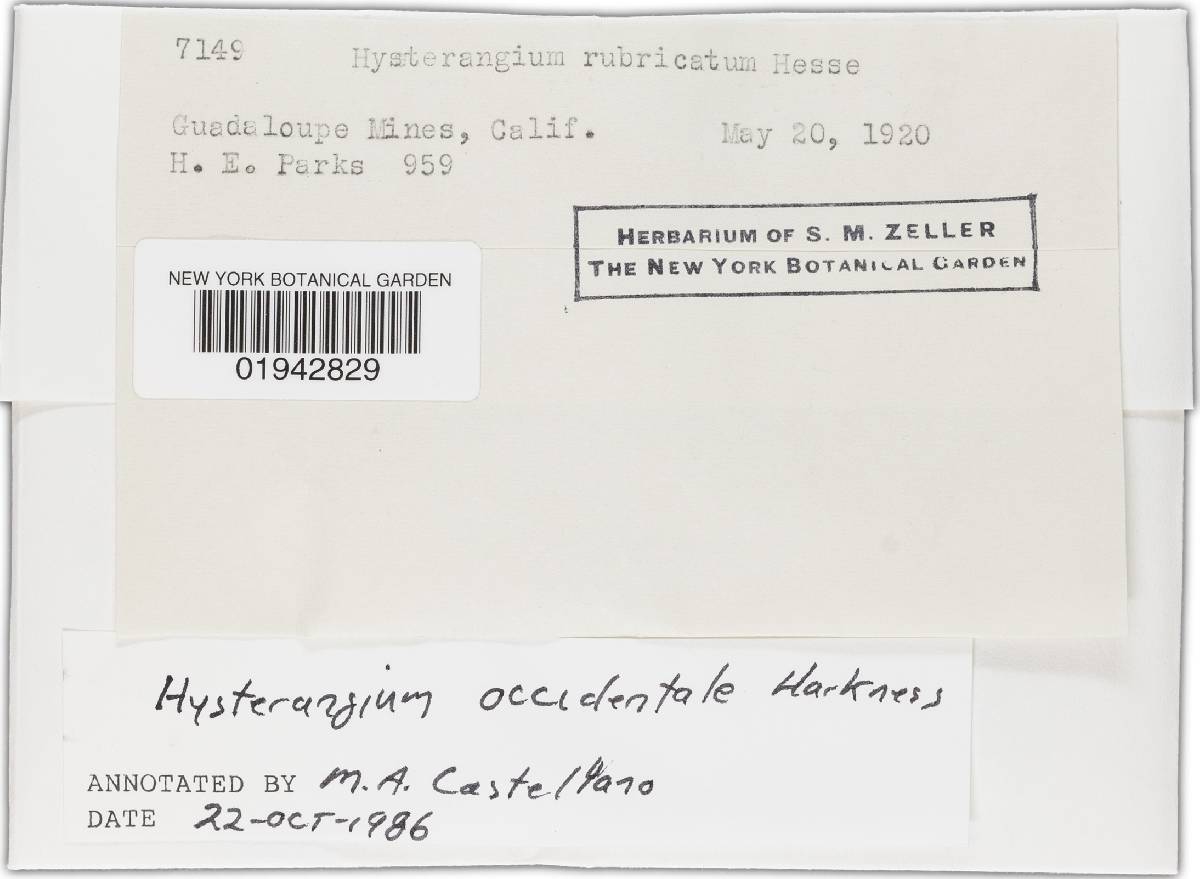 Hysterangium occidentale image