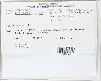 Panellus pusillus image