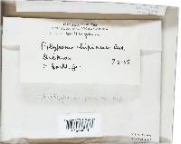 Panellus pusillus image