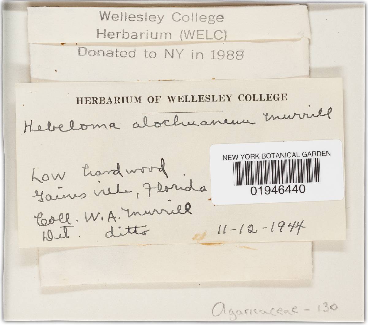 Hebeloma alachuanum image