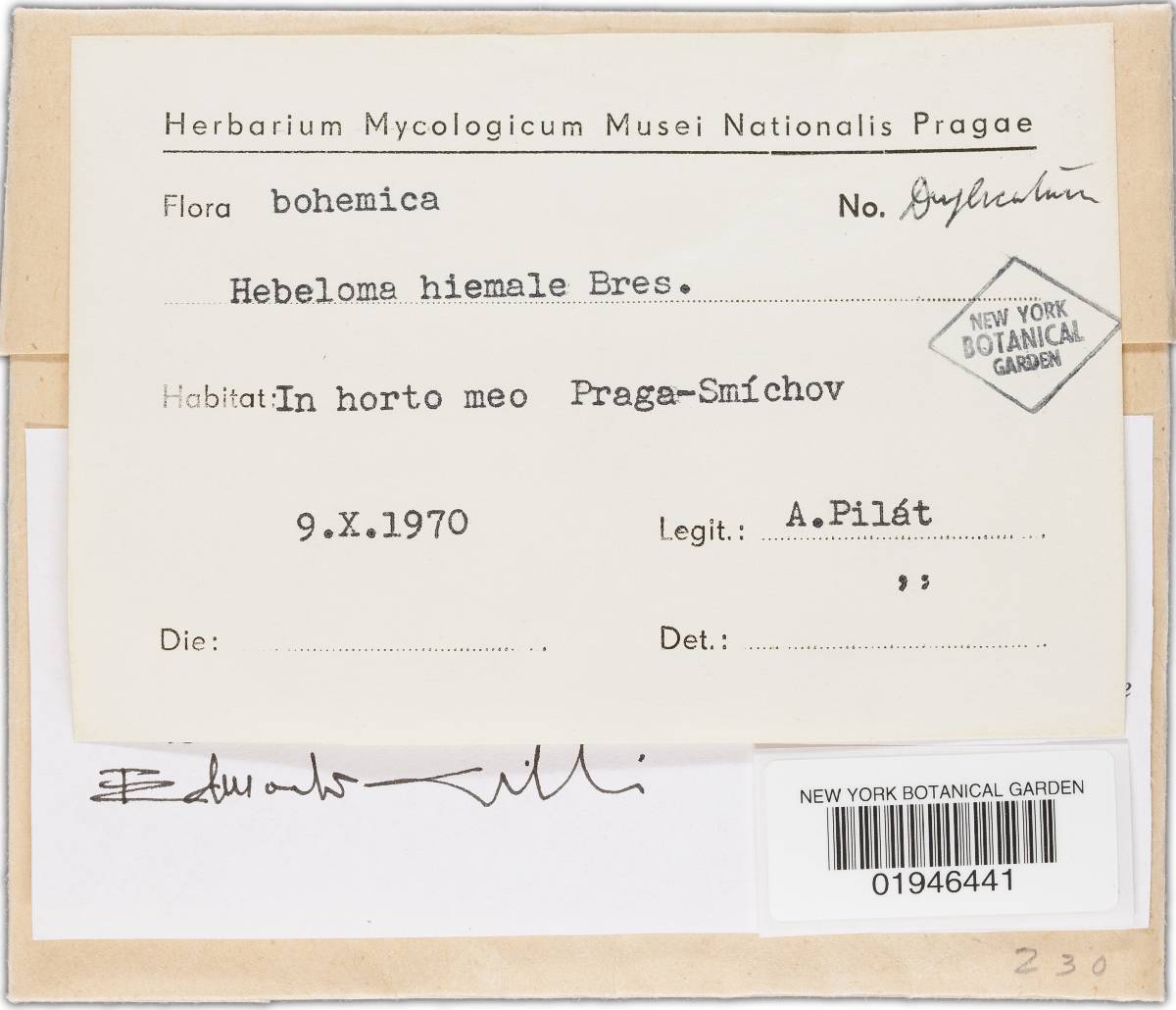 Hebeloma album image