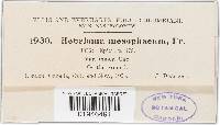 Hebeloma mesophaeum image