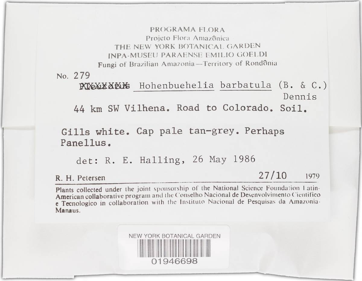Hohenbuehelia barbatula image