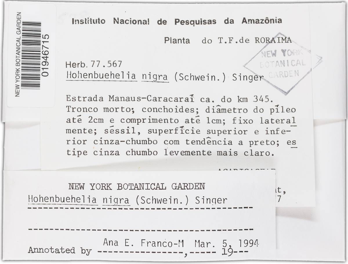 Hohenbuehelia nigra image