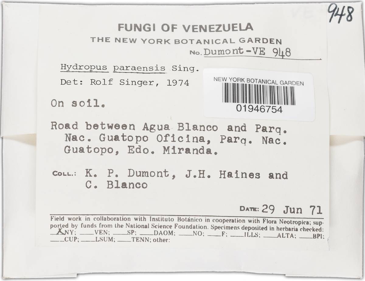 Hydropus paraensis image