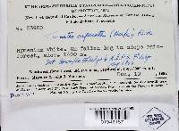 Trichaptum abietinum image