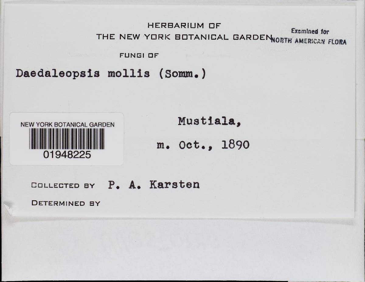 Datronia mollis image